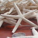 KF_12Pcs White Finger Starfish Pointer Sea Beach Wedding Coastal Decor Craft