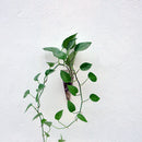 4x Cone Living Room Glass Vase Air Hydroponic Plant Terrarium Planter Pot