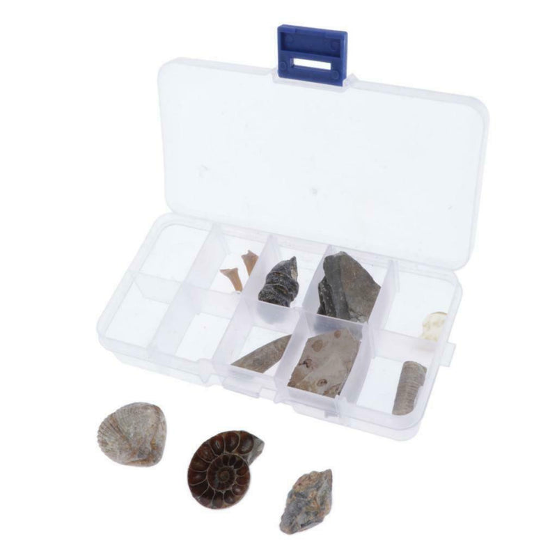 10pcs Rock Mineral Stone Amber Fossils Collection Education Science Specimen