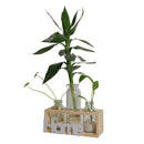 1X(Small Fresh Transparent Glass Vase Hydroponic Green Plant Container Livi