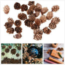 30pcs Real Natural Small Pine ConesBulk Sale for Accents Decors Ornament