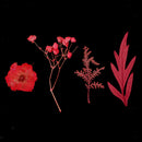 6 Kinds Pressed Press Dried Flower Real Dried Flower Plant Specimen For