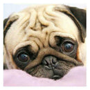 5D Full Drill DIY Diamond Painting Dog Cross Stitch Embroidery Kit (T207)