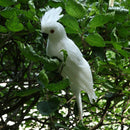 4PCS Parrot Statue Ornament Tree Standing Animal Sculpture Home Decor 35cm