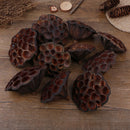 10pcs Natural Dried Lotus flowers decor flower arrangement Photoprop Photograph-