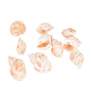 Aquarium Mixed Bulk Sea Shells Beach Shell Table Decor Craft FUN HOT LJLJ