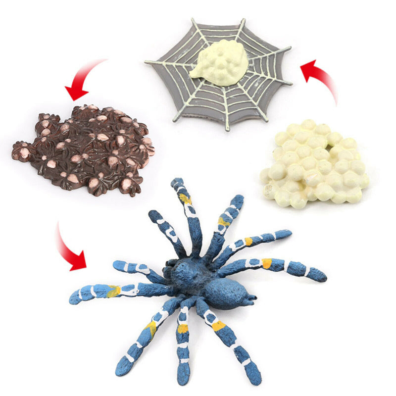 Lot of 4 Nature Bird Eating Spider Growth Cycle Child Learning Teaching Toys