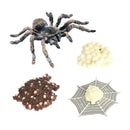 Realistic Plastic Spider Growth 4 Stages Lifelike Life Cycle Kids Education Toys