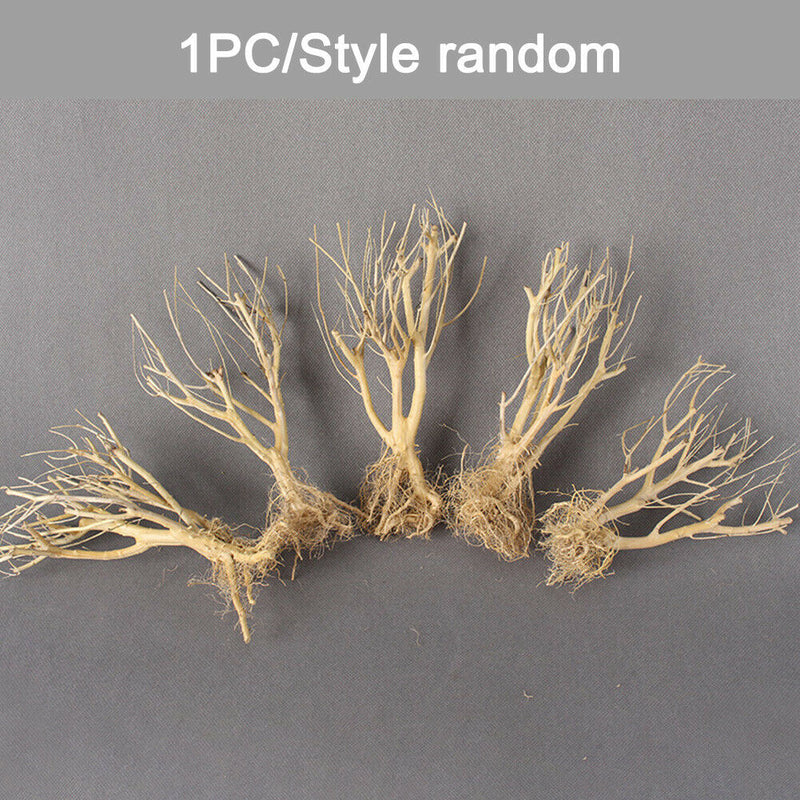 Terrarium Environments Small Aquarium Driftwood Snakes Landscaping Fish Tanks