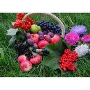 DIY Diamond Painting Cross Stitch Rhinestone Mosaic (WLL1489 Grass Fruit) A