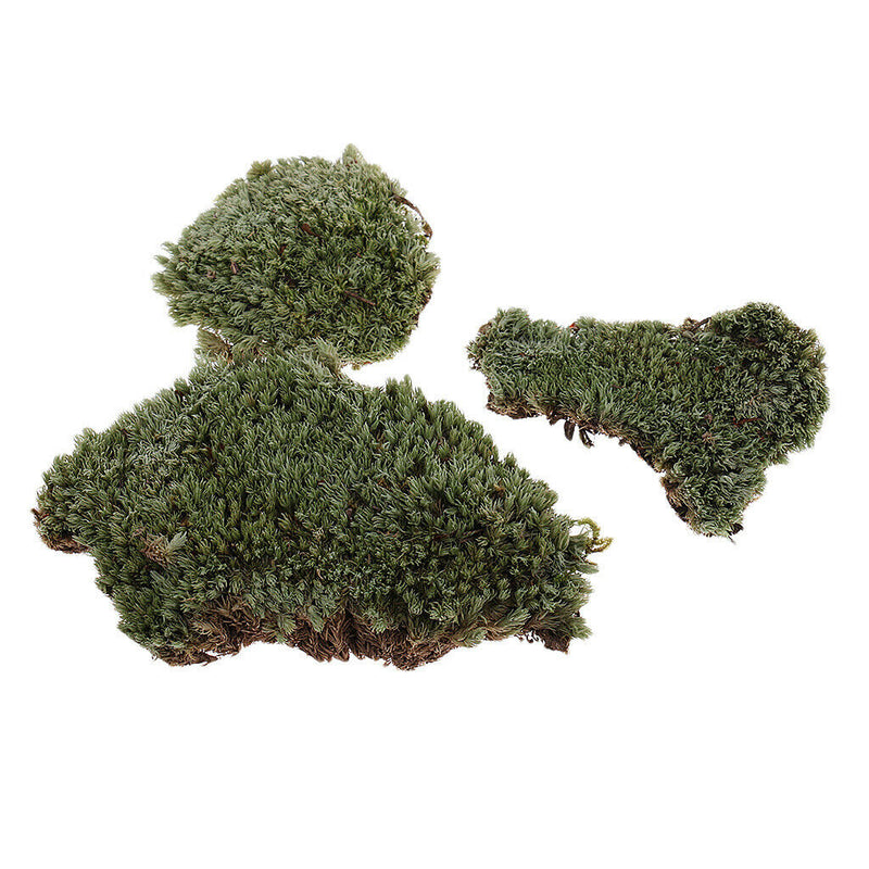 Layout Green Lichen Moss For TRain Railway Diorama Architecture Build Toys