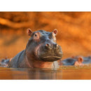Cute Hippo Diamond Painting Full Drill 5D Diy Embroidery Kit For Home Wall