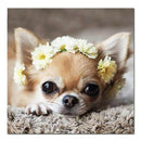 Full Square 5D Diy Diamond Painting Cute Dog Diamond Embroidery Chihuahua C