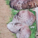 Forest Wall Tapestry Mushroom Decor Design, Bedroom Living Room Dorm Wall H D9I1