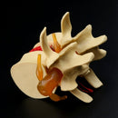 Anatomical Spine Lumbar Disc Herniation Anatomy Medical Teaching Tool