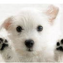 Pet Nail Clipper Claw Cutter Dog Rabbit Bird Animal Scissor Toe File TrimmME