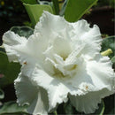 50 pcs Adenium Obesum Seeds Desert Rose Perennial Flower Garden Bonsai Plant SP