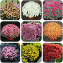 100X ground-cover chrysanthemum seeds perennial daisy flower seeds mix color LJ