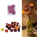 10 Pcs + 20g Dried Pressed Flowers For DIY