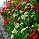200xMischfarben California Giant Zinnia Elegante Blumensamen I1A9 Geschenk! X9Y6
