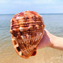 Natural Bull's Mouth Conch Shell Coral Sea Snail Fish Tank Adorn Home Orname_