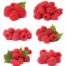 200Pcs Red Raspberry Plant Seeds Rubus Idaeus Bush Fruit Seeds Garden Supplie LJ