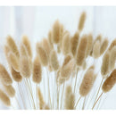 20PCS Bunny Tails Lagurus Ovatus Grass Dried Flower For Home Wedding DIY Decor
