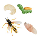Lot of 4 Nature Wasp Growth Cycle Child Education Learning Teaching Toys
