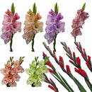 2pcs Mixed Colors Gladiolus Jumbo Giant Flower Bulbs Perennials Summer Nice H5N7