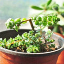 10 Pcs Flower Pots Flowerpot Garden Unbreakable Plastic Nursery Pots Decors O7G9