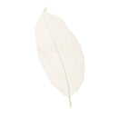 50Pc White Natural Magnolia Skeleton Leaf Leaves DIY Scrapbook Herbarium