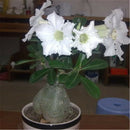 50 pcs Adenium Obesum Seeds Desert Rose Perennial Flower Garden Bonsai Plant SP