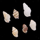 30 Pieces Of Mussel Perlenb Crafting Shells  For Handicrafts, Decoration Or