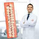 Full-mouth Denture super Wear-resistant dental Oral Care