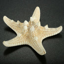 12 x White Knobby Starfish 5cm -7cm Sea Star Shell Beach Wedding Display Cr