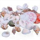 100g Fish Tank Beach Nautical DIY Mixed Sea Shells For Aquarium Craft Decor Intr