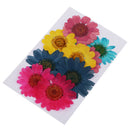 2 Set Mix Color Dried Real Pressed Flowers Mini Rose/Daisy/Larkspur/Myosotis