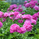 5pcs Herbaceous Peony Flower Seeds Rose Beautiful Bonsai Plant For Home G LJ