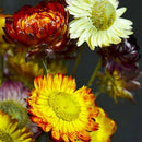20Pcs Dried Flower Daisy Natural Artificial Flower Colorful Chrysanthemum O R6Z1