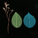 10 Pieces Mixed Pressed Dried Real Magnolia Skeleton Leaves for Scrapbooking
