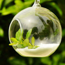 Hanging Glass Ball Vase Flower Plant Pot Stand Terrarium Containers Home  PDD