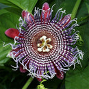 20pcs Tropical Exotic Passion Fruit Seeds Purple Passiflora Edulis GerminationLJ
