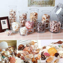100PCS Aquarium Beach Nautical DIY Shells Mixed Bulk Sea Shell Fashion