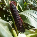 20Xsweet glutinous black corn seeds purple black waxy corn seeds red and LJ
