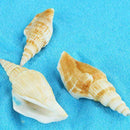 Sea Shells Beach Mixed Shell Craft Table Aquarium Fish Medium JI89 Tank J1H5