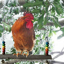 Chicken Swing Wooden Colorful Chicken Toys For Hens Bird Parrot Trainning L W8N1