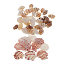 30 Pieces Of Mussel Perlenb Crafting Shells  For Handicrafts, Decoration Or