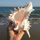 15-16M Queen Nautical Shells Conch Natural Seashell Beach Ocean Home Decora