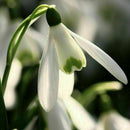 200X Galanthus Nivalis Common Snowdrop Flower Freezing Home V8T2 BI Plants S7J5