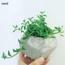 100xDOLPHIN NECKLACE - String of Dolphins - Senecio Peregrinus Succulent Plant